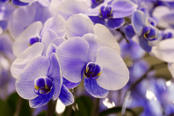 cultivar orquídeas